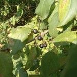 Rhamnus cathartica Fruit