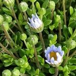 Felicia amelloides Flower