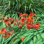 Crocosmia × crocosmiifloraफूल