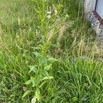 Erigeron annuus Habit