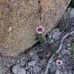 Aethionema saxatile Virág