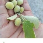 Zanzalak, tesbi, tesbih ağacı,Styrax officinalis L.Fruit