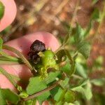 Merremia hederacea Fruitua