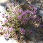 Thymus longiflorus Staniste