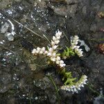 Sedum pulchellum Vekstform