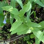 Mertensia ciliata 叶