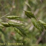 Bromus commutatus Fruit