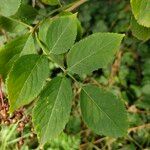 Sambucus nigraBlad