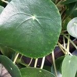 Pilea peperomioides Leaf