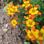 Bidens triplinervia Lorea