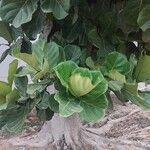 Ficus lyrataBlatt