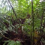 Blechnum orientale Elinympäristö