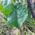 Croton urucurana Blad