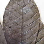 Tetrameranthus guianensis Други
