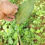 Oeceoclades saundersiana Leaf