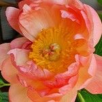 Paeonia mascula പുഷ്പം