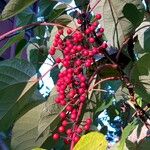 Idesia polycarpa Fruit