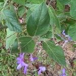 Desmodium paniculatum Leaf