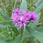 Vernonia gigantea Flower