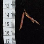 Indigofera cylindracea Fruit