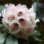 Rhododendron arizelum Flower