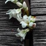 Fagopyrum esculentum Flower