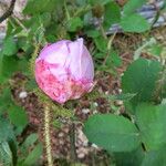 Rosa × centifolia