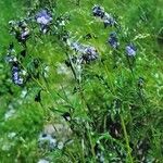 Polemonium caeruleum 形态