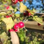 Crataegus persimilisFruit