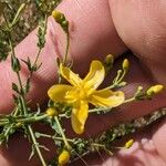 Hypericum triquetrifolium Květ