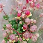 Kalanchoe miniata Blüte