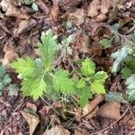 Artemisia princeps Feuille