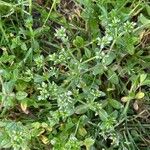 Cerastium glomeratum Habitus