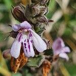 Dyschoriste hildebrandtii Flower