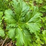 Heracleum sosnowskyi पत्ता