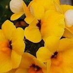 Nemesia strumosa Flower