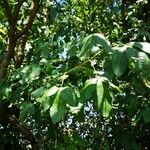 Laburnum anagyroides Feuille