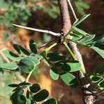 Vachellia permixta Leaf