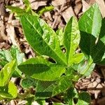 Passiflora incarnata Leaf