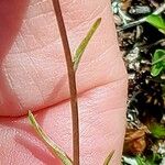 Gagea serotina Ekosanga