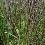 Digitaria sanguinalis Habit