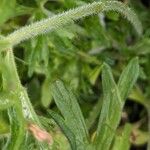 Geranium dissectum 樹皮