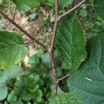 Corylus americana Kéreg