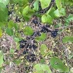 Rhamnus cathartica Фрукт