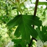 Crataegus monogyna Лист