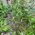 Epilobium coloratum Leaf