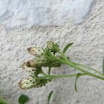 Inula conyza Sonstige