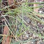 Festuca rubra Листок