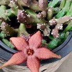 Stapelia schinzii Цвят
