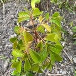 Bischofia javanica Folha